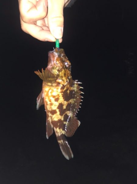 アジング　メバリング